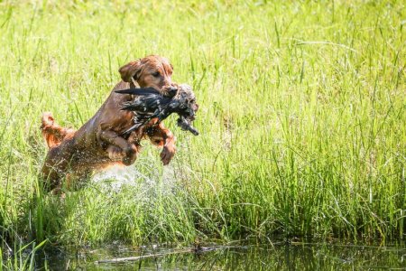 Hunt Test 2015.jpg