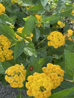 IMG_0426.jpeg