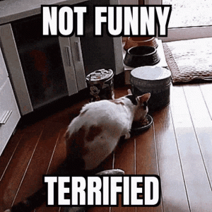 terrified-not-funny.gif