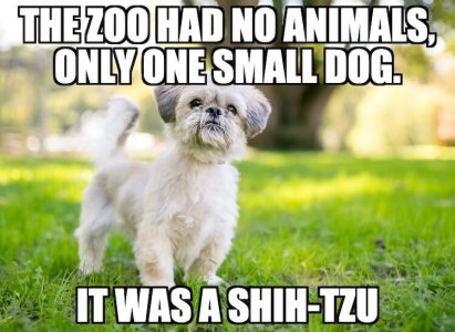Shih-Tzu-Dog-Pun.jpg