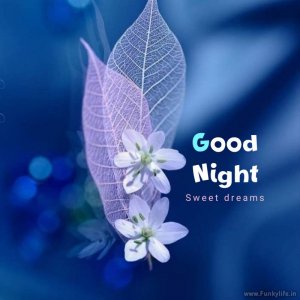 good-night-image-by-funkylife-304-1.jpg