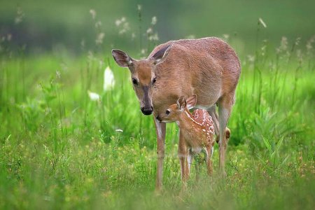 tender-moment-nick-kalathas.jpg