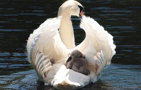 swanandbaby.jpg