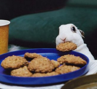 Funny Rabits.jpg