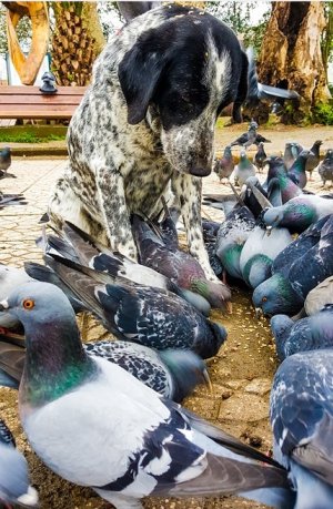 dogandbirds.jpg