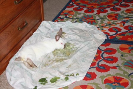 abunny.JPG