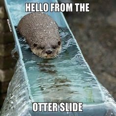 6aaa178d65e47597e5bd4e616165c140--clean-funny-memes-cute-memes.jpg