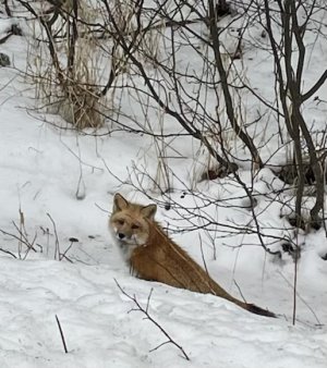 IMG_6437.jpeg
