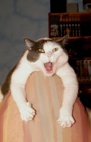catyell.jpg