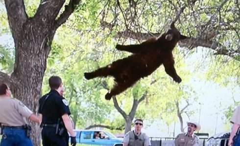 Bear  @.jpg