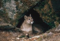 den_noun_002_10261.jpg den_noun_002_10261.jpg