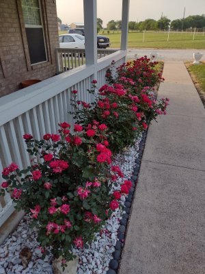 IMG_20230512_073139955_HDR.jpg