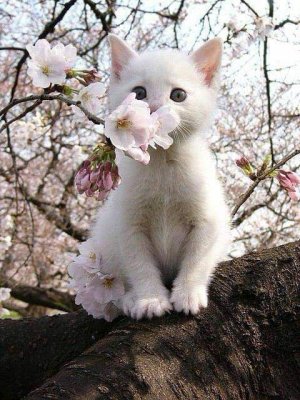 caturday spring.jpg
