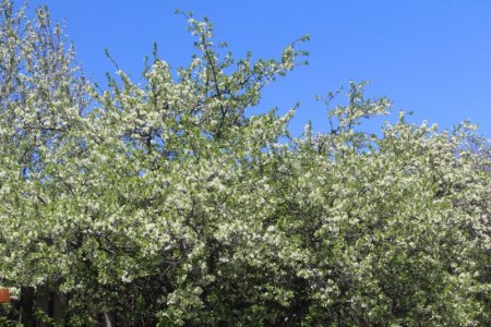 plums.jpg