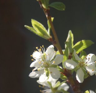 blossom close up.jpg