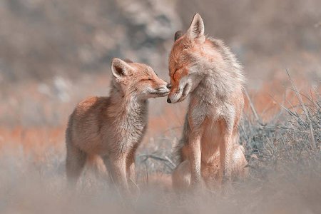 fox-felicity-mother-and-fox-kit-showing-love-and-affection-roeselien-raimond.jpg