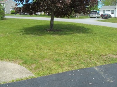 lawn1.jpg