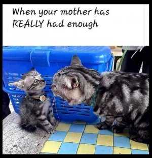 cattitude051423.jpg