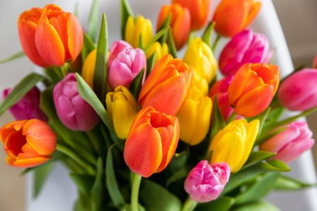 Beautiful Tulips.jpg