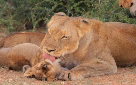 momandbabylion.jpg