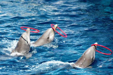 dolphinsinwater.jpg
