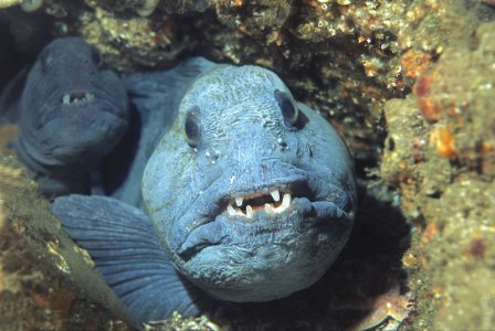 wolffish 2.jpg