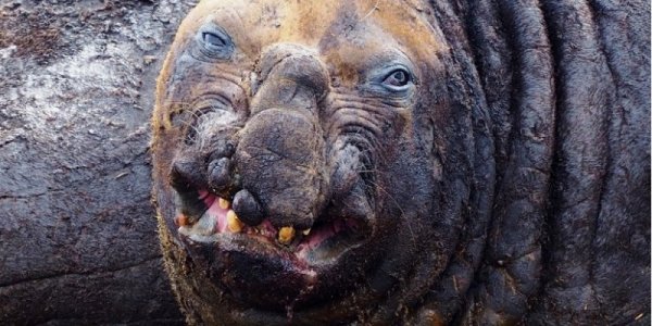 elephant seal.jpg