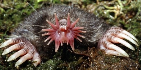 mole.jpg