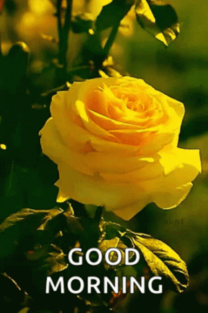 444316.gif