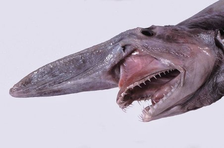 goblin shark.jpg