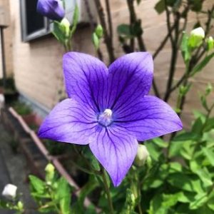 baloon flowers.jpg
