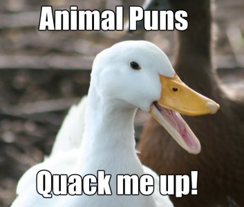 animal-pun-memes-001-animal-puns-quack-me-up.jpg