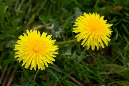 dandylion in bloom.jpg