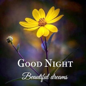 good night daff.jpg