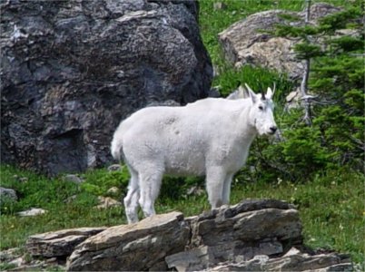 Mountain Goat.jpg