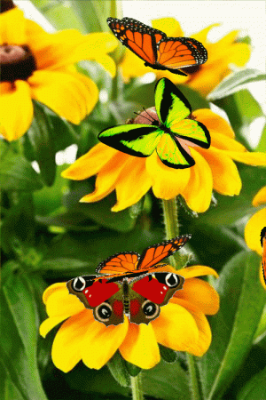 7a06e5ac8eb02f374a9f0dee3e8c78c9.gif