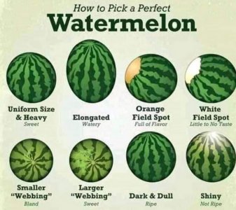 melon.jpg