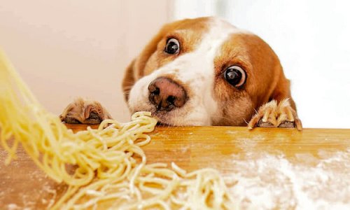 Spaghetti @.jpg