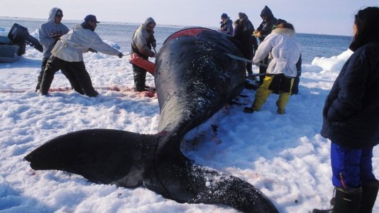 Dead Whale.jpg