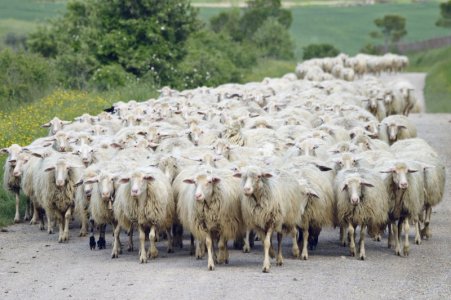 Flock of sheep.jpg