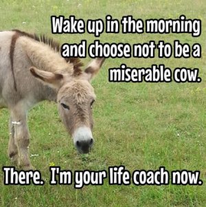 Choose-to-not-be-a-miserable-cow.jpg