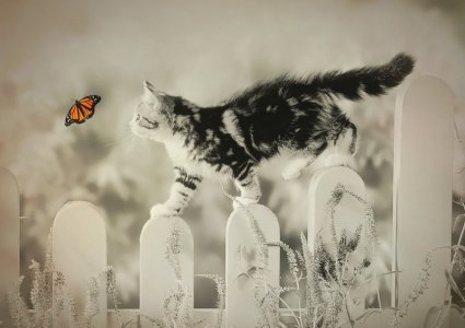 catandbutterfly.jpg