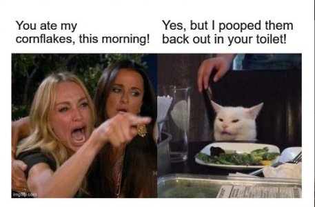 cat1.JPG