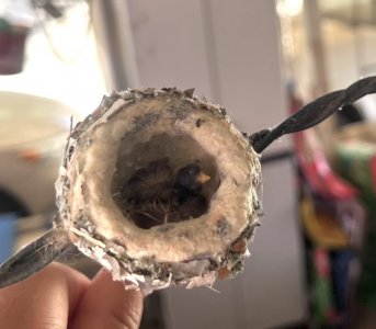 2023-05-14 baby Hummingbirds.jpeg