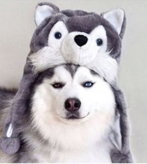 Hat @.jpg