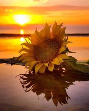 peace sunflower.jpg