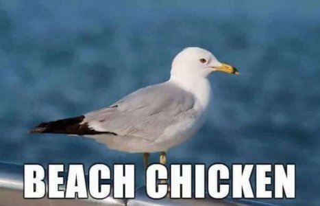 beach-chicken.jpg