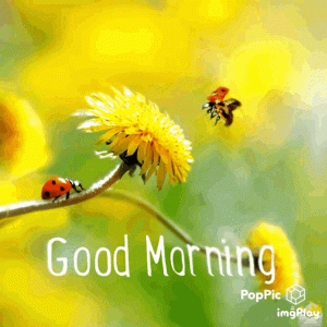 good-morning-morning.gif
