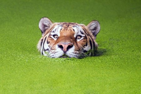 172242-nature-green-animals-tiger-muzzles-water-depth_of_field.jpg