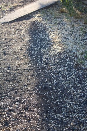 petals on gravel.jpg